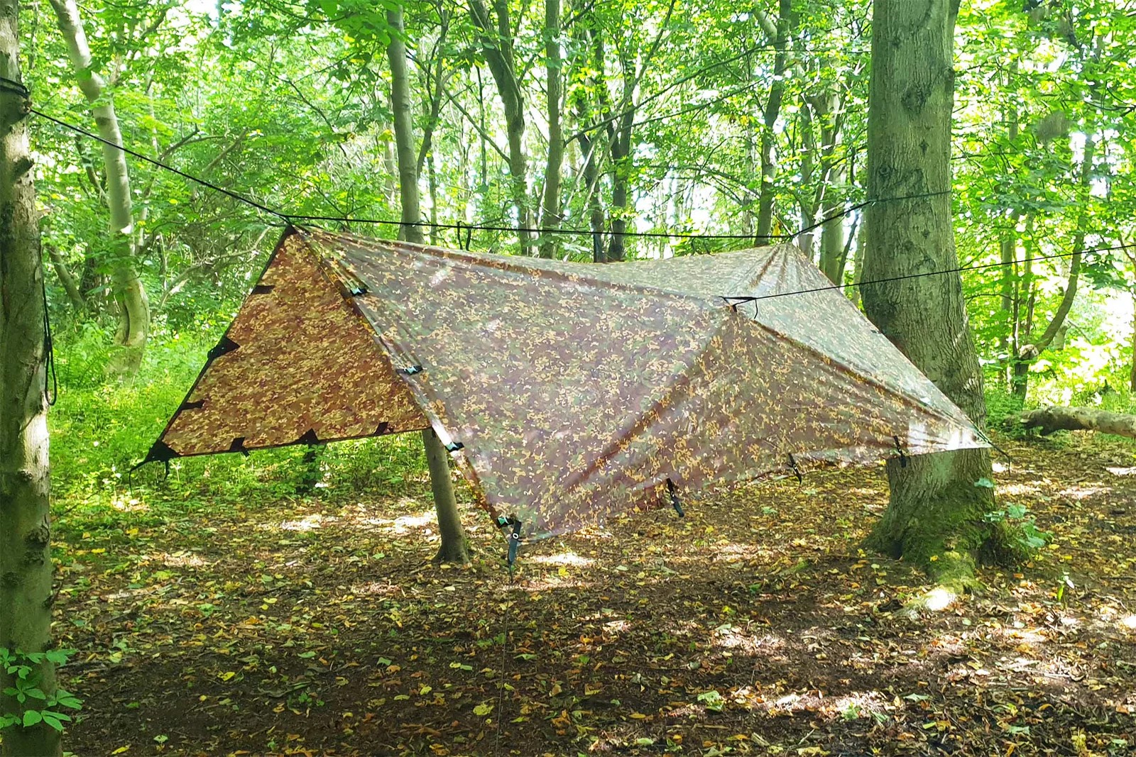 Tarp